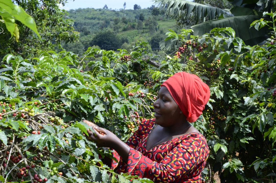 arabica AA